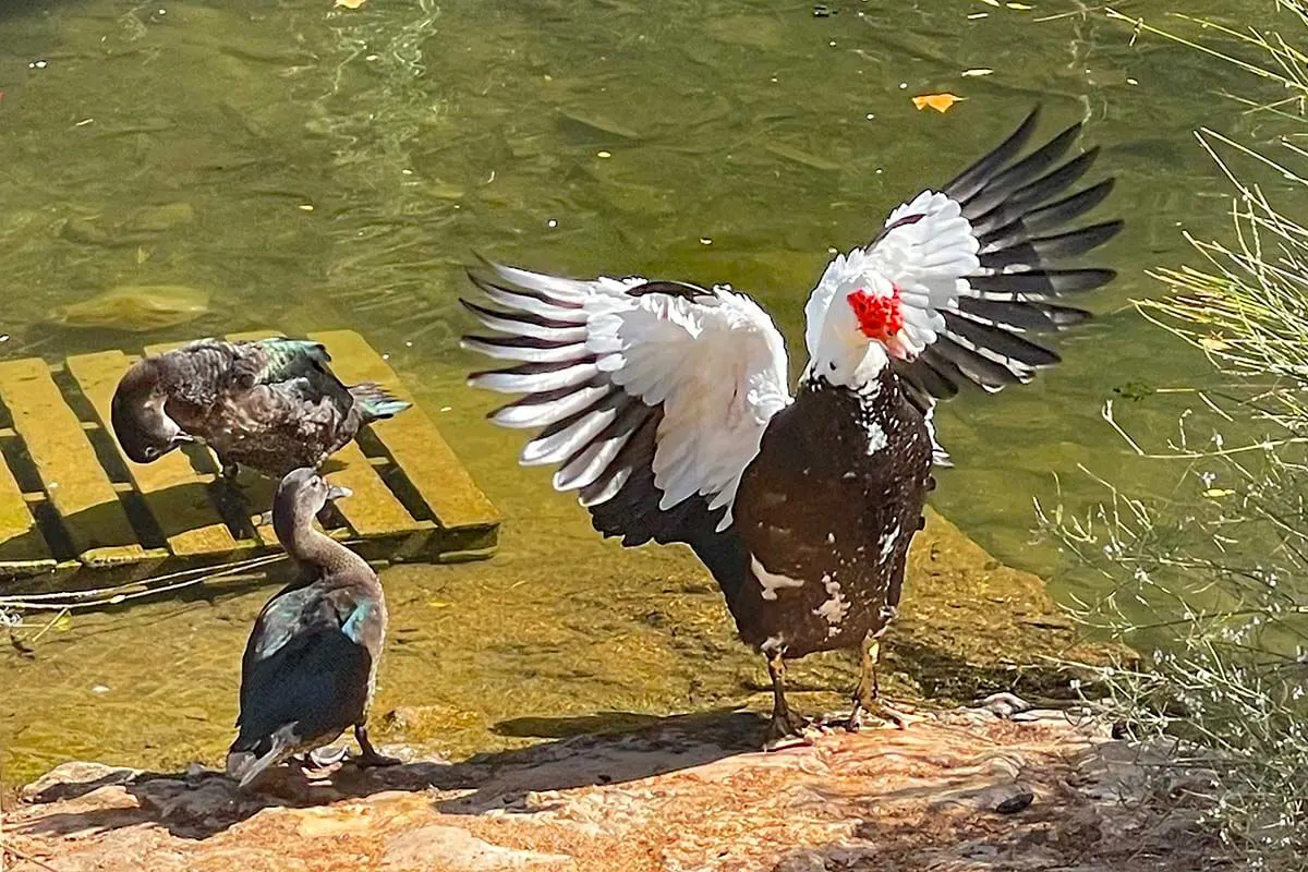 Ducks at Fonte Pequena de Alte (Algarve Portugal)