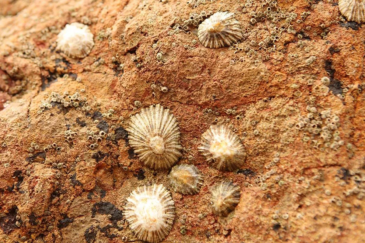 Fossil shells on Praia do Amado in Portugal