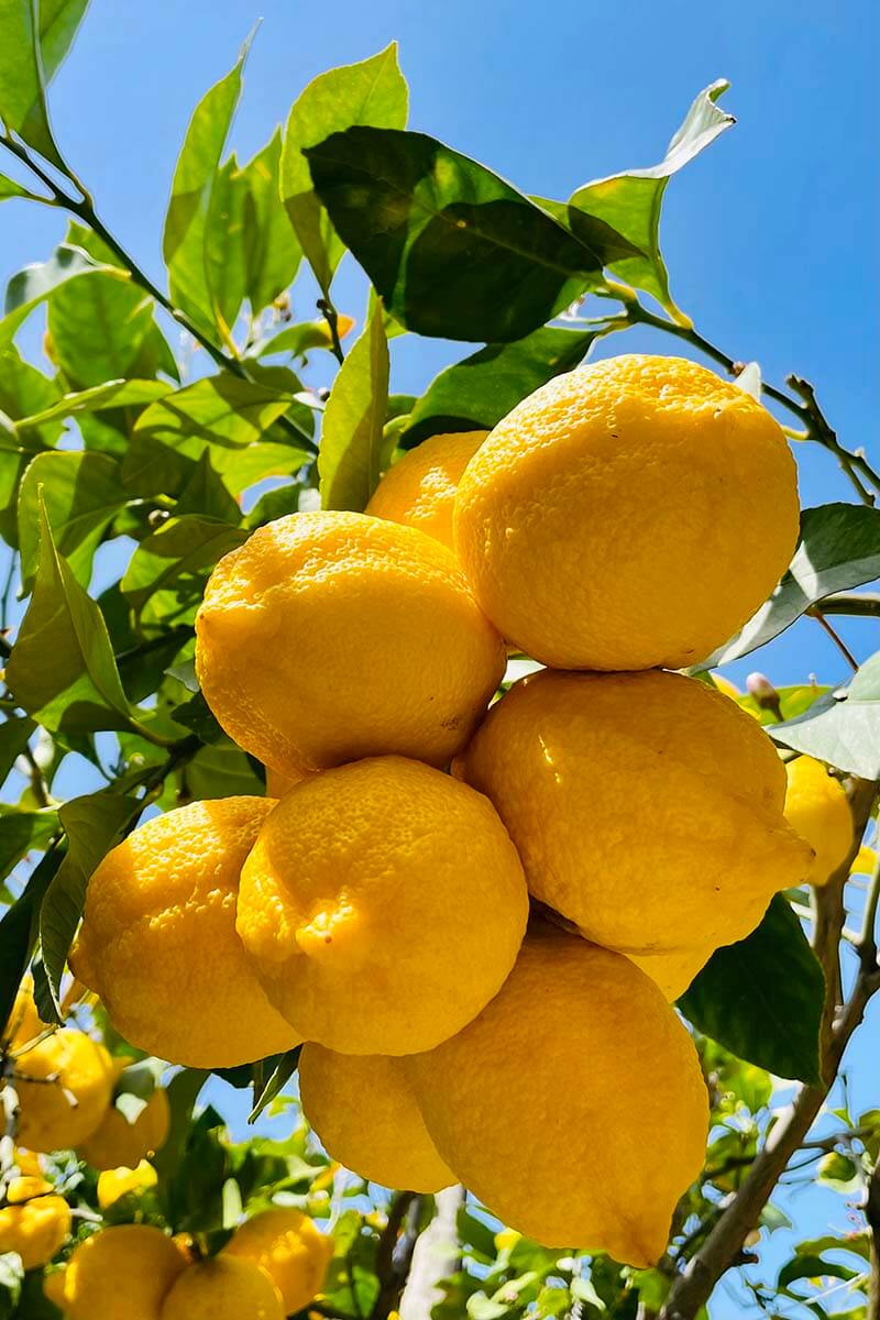 Lemons on a tree - Amalfi Coast Italy