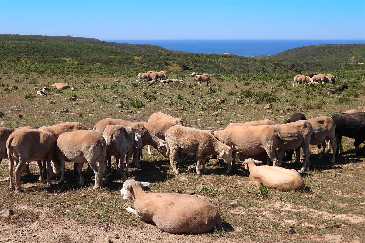 Sheep and coastal landscape near Sagres in Algarve Portugal