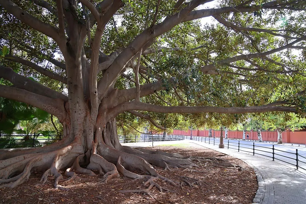 Big old tree near Seville University