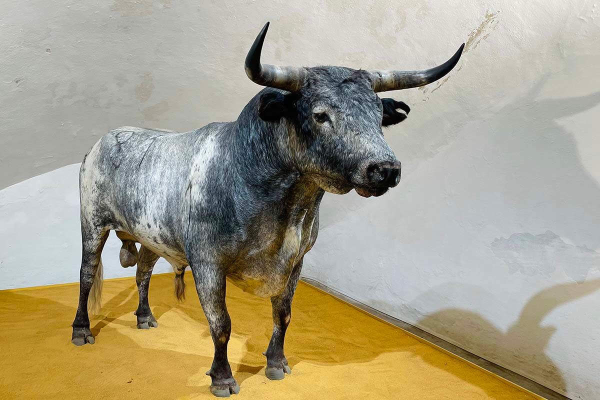 Bull at La Real Maestranza arena museum in Seville