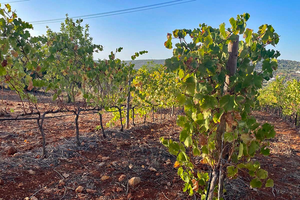 Algarve vineyards
