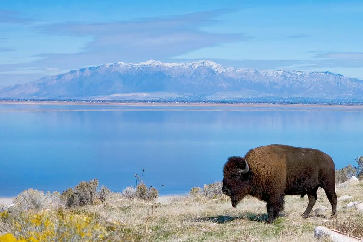 Bison in Antelope Island State Park - Utah bucket list
