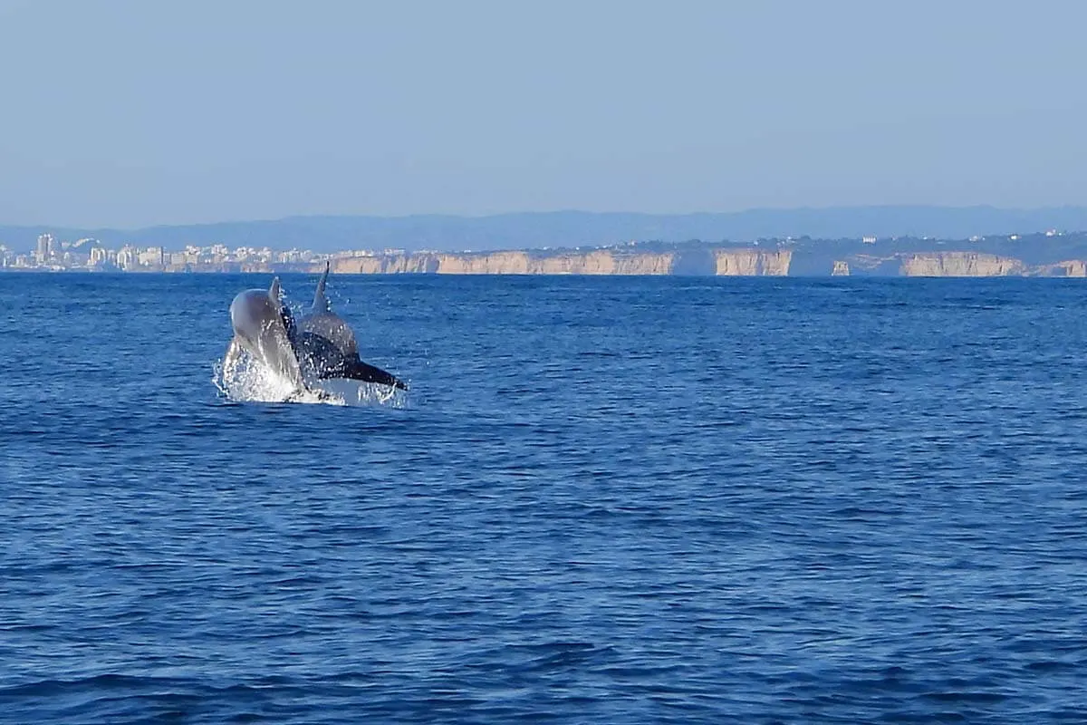 Dolphin watching tour - Algarve trip itinerary