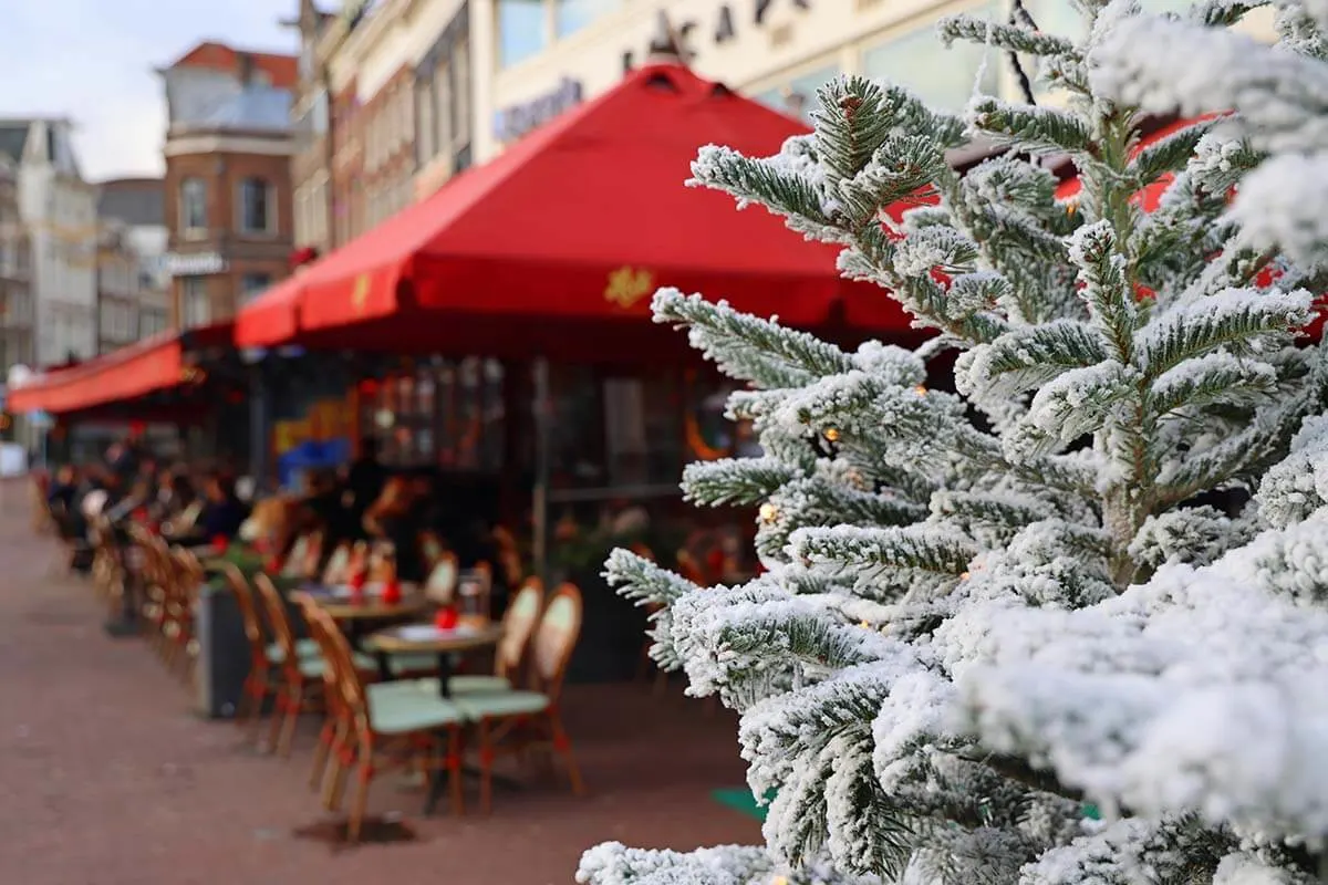 Snowy Christmas trees in Amsterdam in December