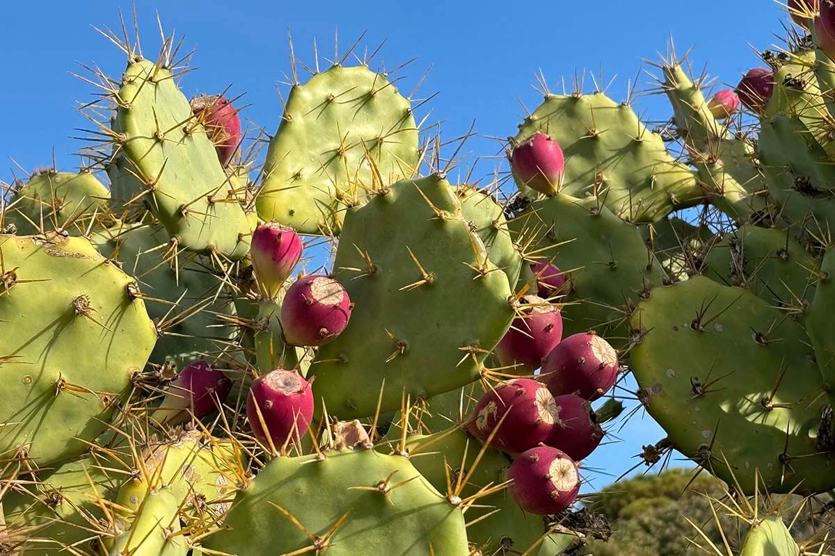 Blooming cactus in Algarve in December