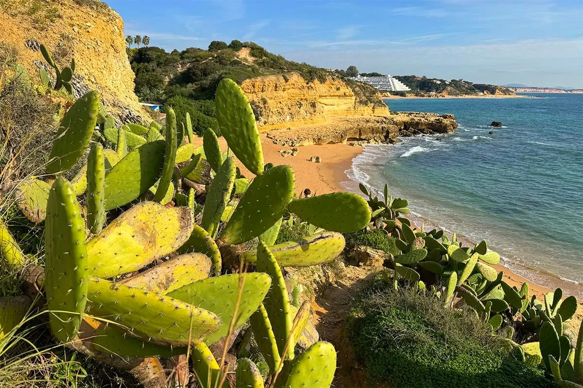 Cactus and Algarve coastline on a sunny winter day in December