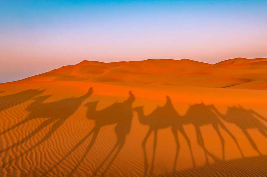 Camel rides in the desert - best tours in Dubai UAE