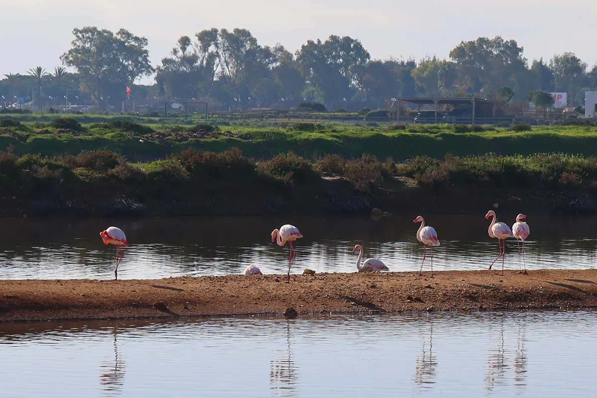 Flamingos at Ria Formosa in Algarve in December