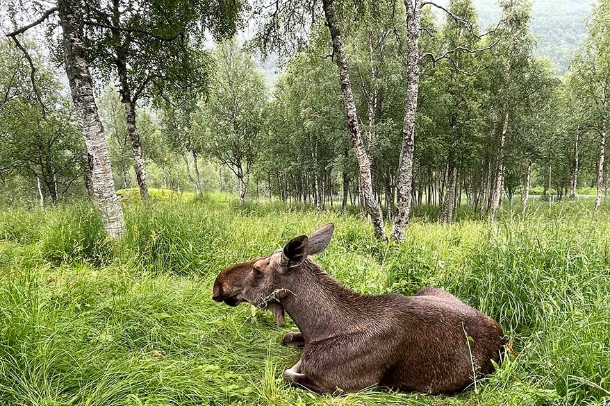 Moose in a forest in Norway