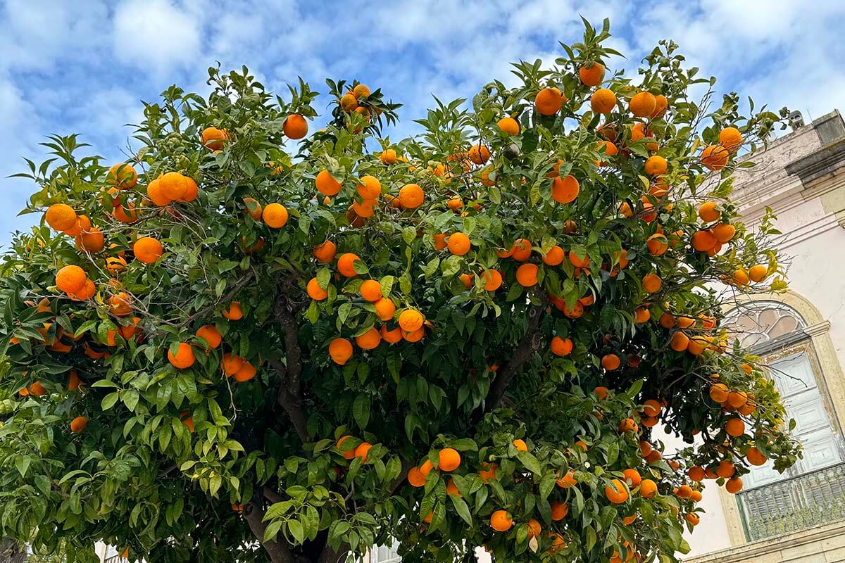 Orange tree in Silves, Portugal, in December