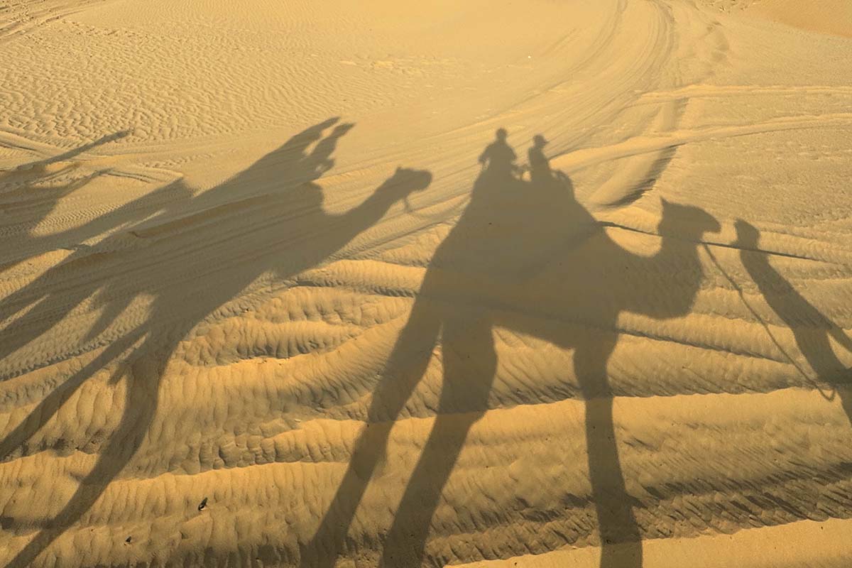 Camels in Dubai desert