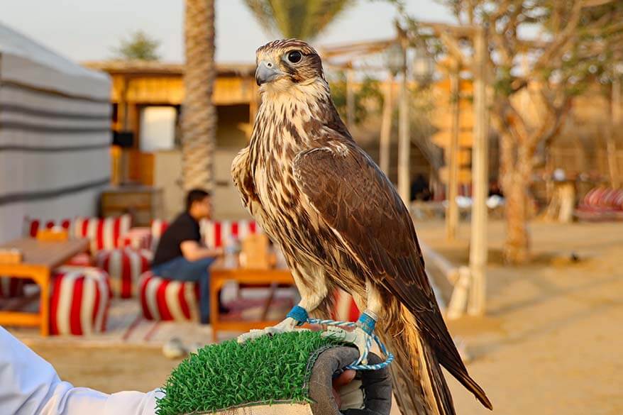 Falcon - the national bird of UAE