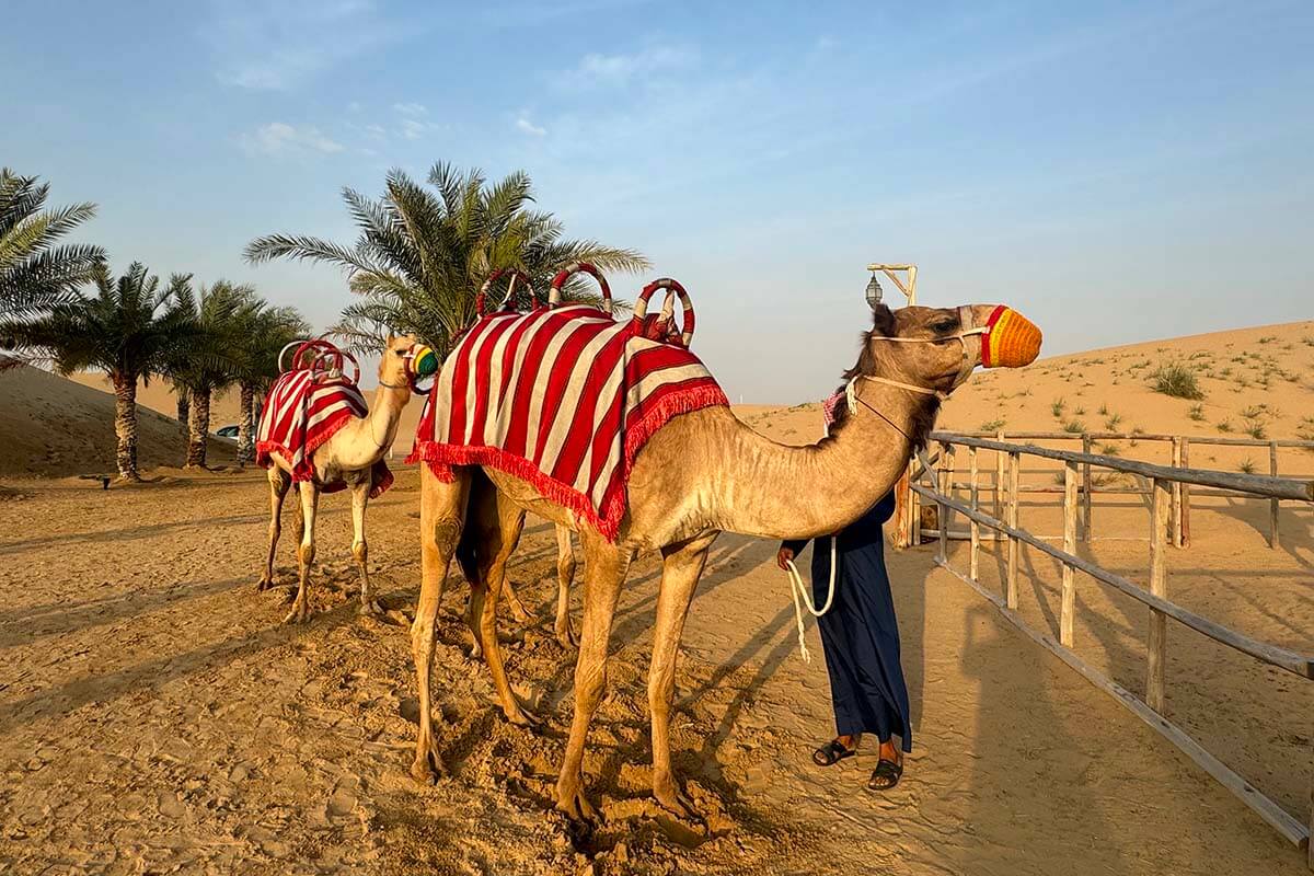 Camels in Dubai desert - best things to do in Dubai