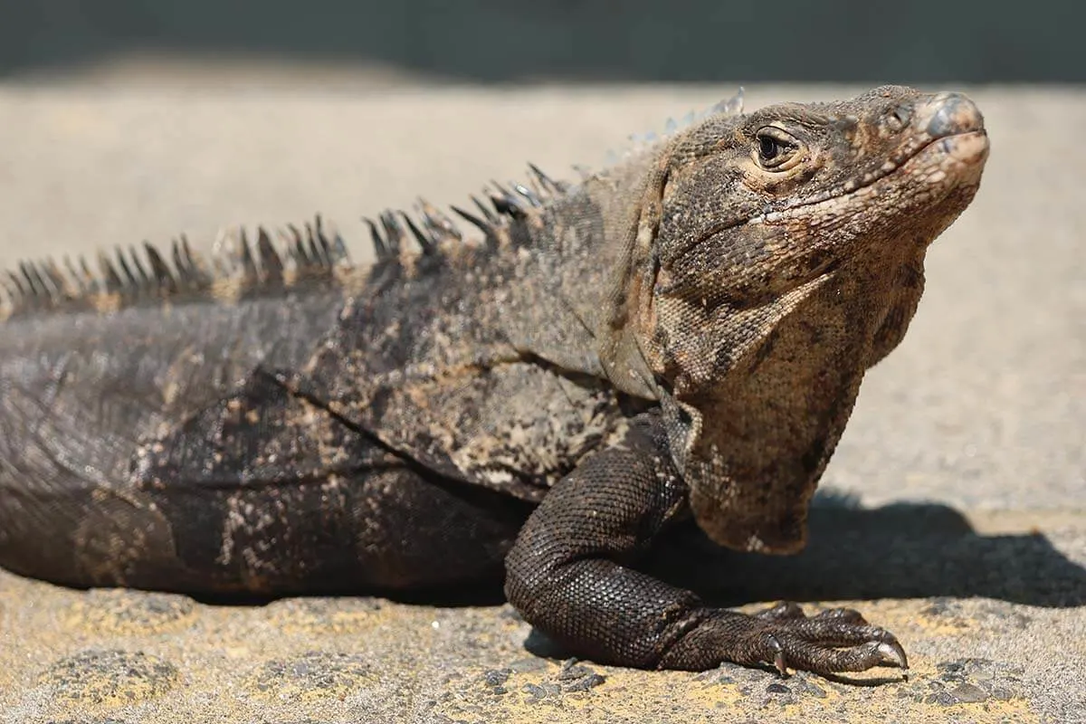 Black iguana in Manuel Antonio National Park