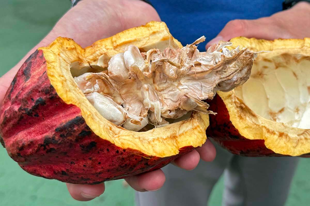 Cacao beans plant - Monteverde Costa Rica