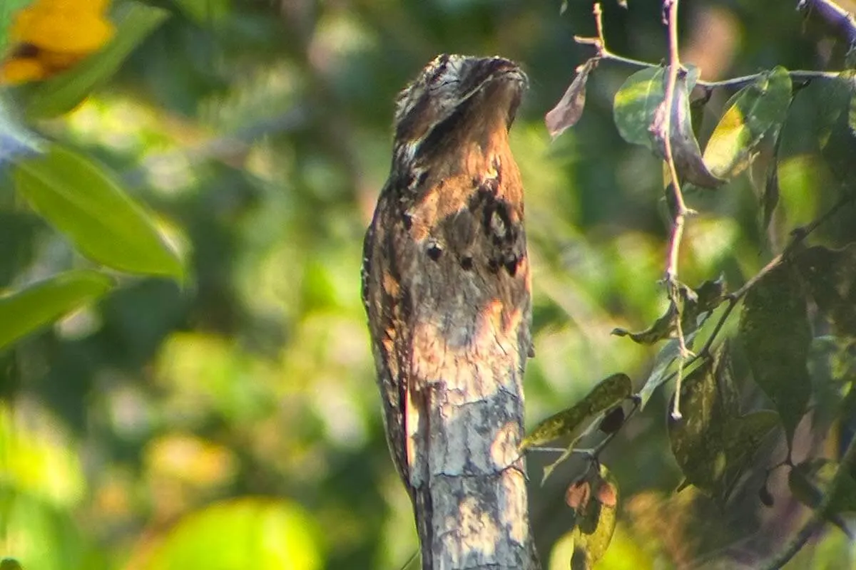 Camouflaged bird that looks like a tree branch (Common Potoo) in Manuel Antonio Costa Rica