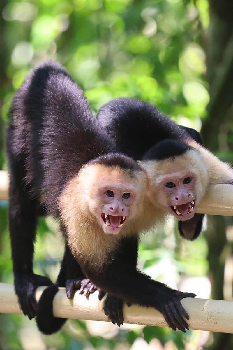 Capuchin monkeys in Manuel Antonio National Park Costa Rica
