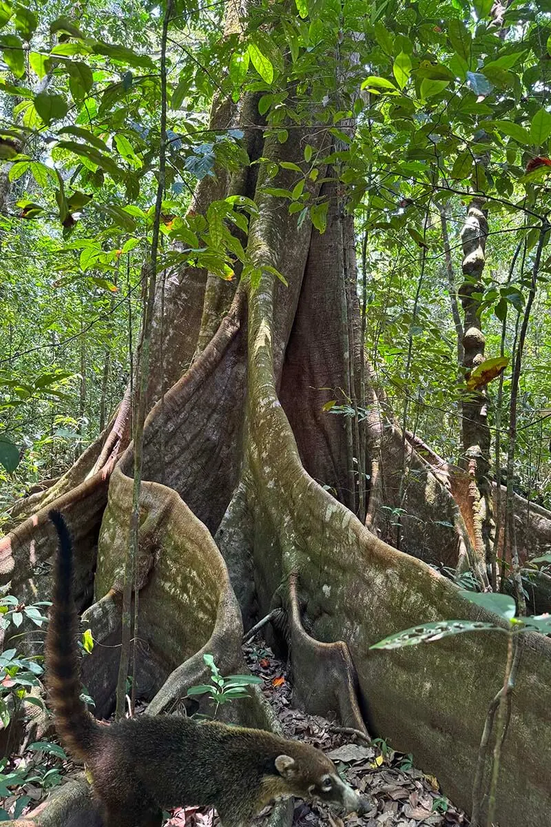 Coati in Corcovado National Park Costa Rica
