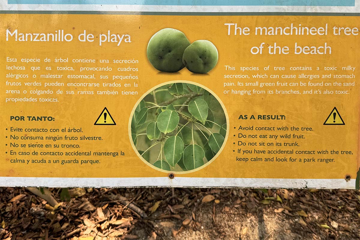 Manchineel tree (manzanillo de playa) warning sign at Manuel Antonio National Park Costa Rica