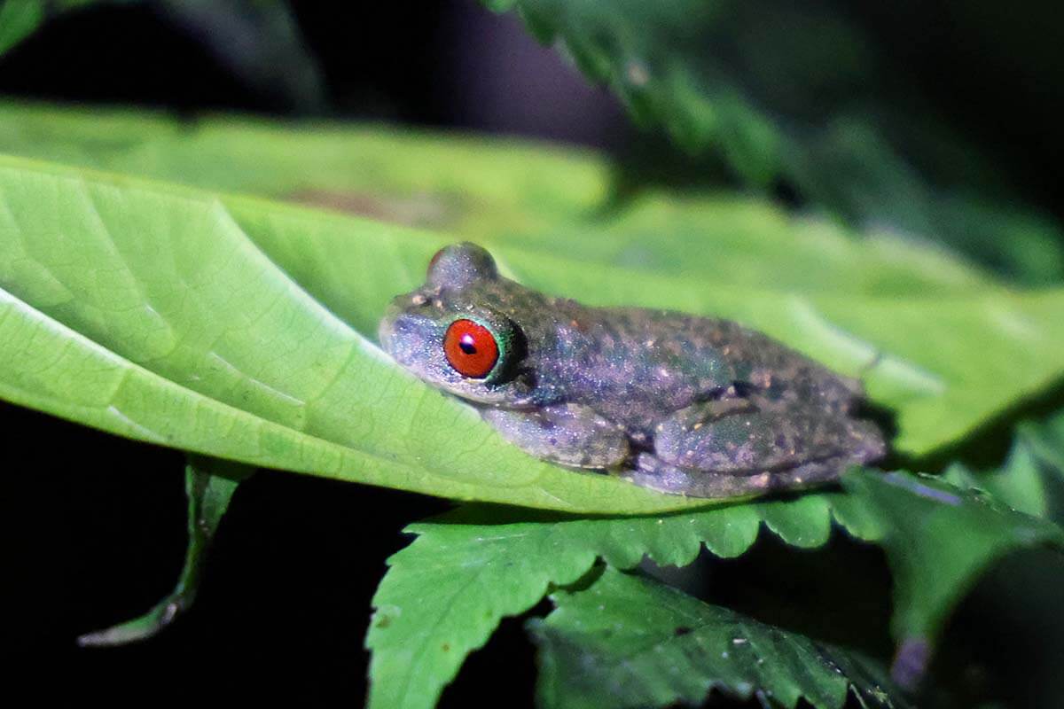 Monteverde night tour - red eyed frog