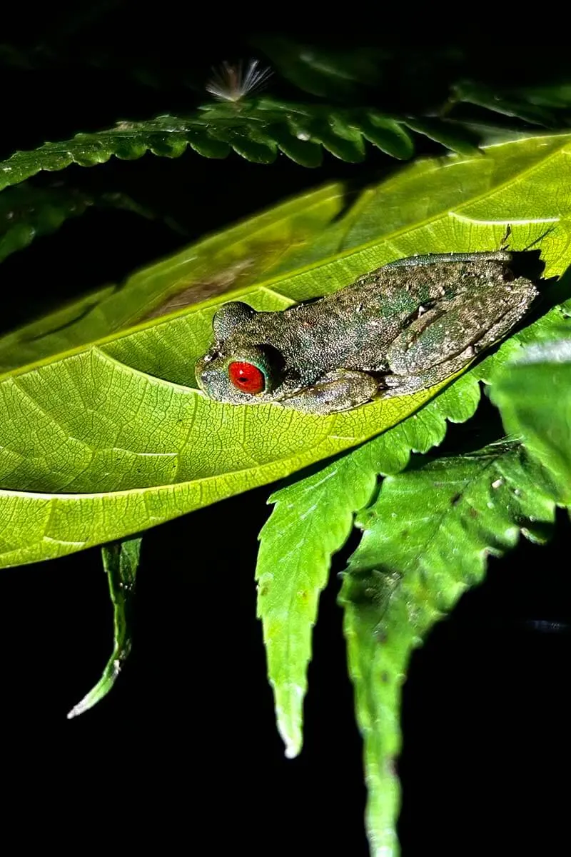 Red-eyed frog on a night tour in Costa Rica