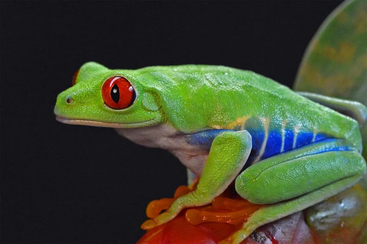 Nocturnal red eyed tree frog in Costa Rica