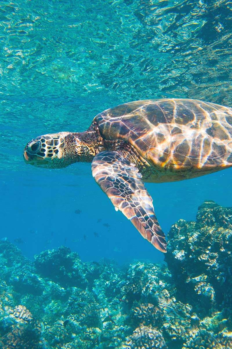 Snorkeling with sea turtles at Cano Island in Costa Rica