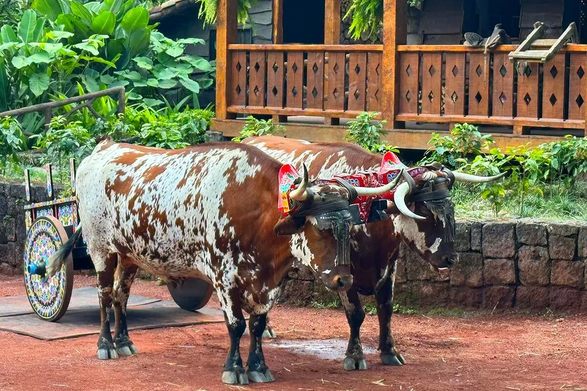 Traditional oxcart (carreta) in Costa Rica