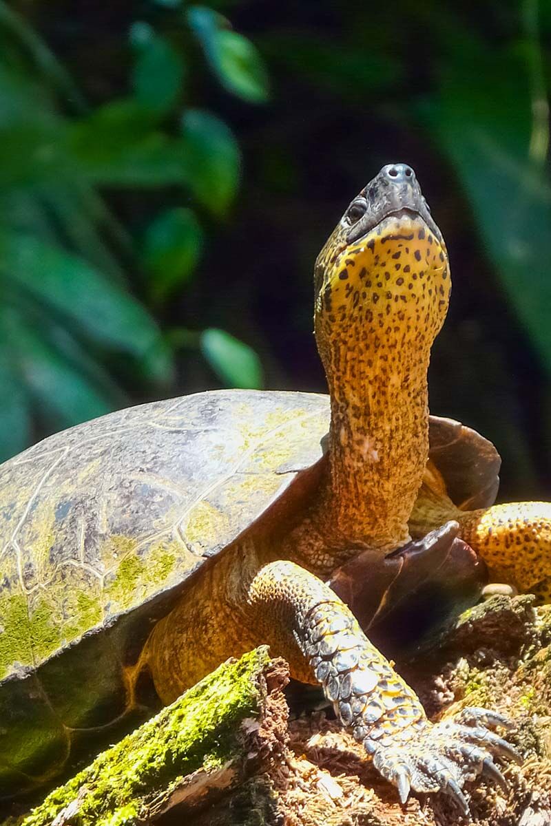 Turtle in Tortuguero National Park - top places in Costa Rica