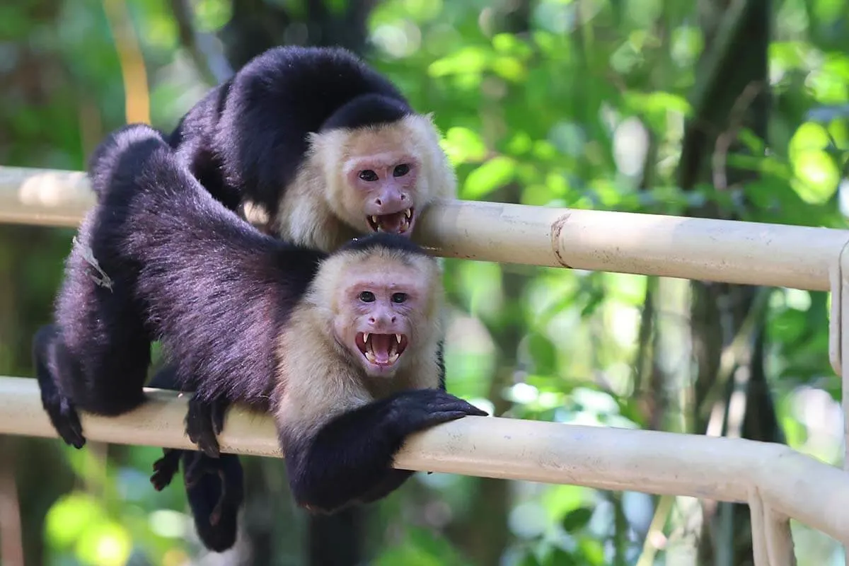 Two angry capuchin monkeys in Manuel Antonio National Park Costa Rica