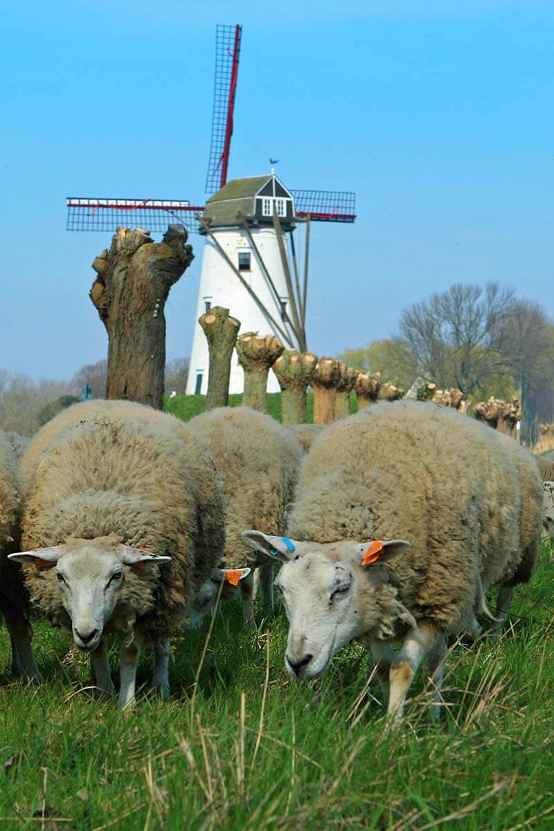 Best tours in Bruges - sheep and windmill in Damme Belgium