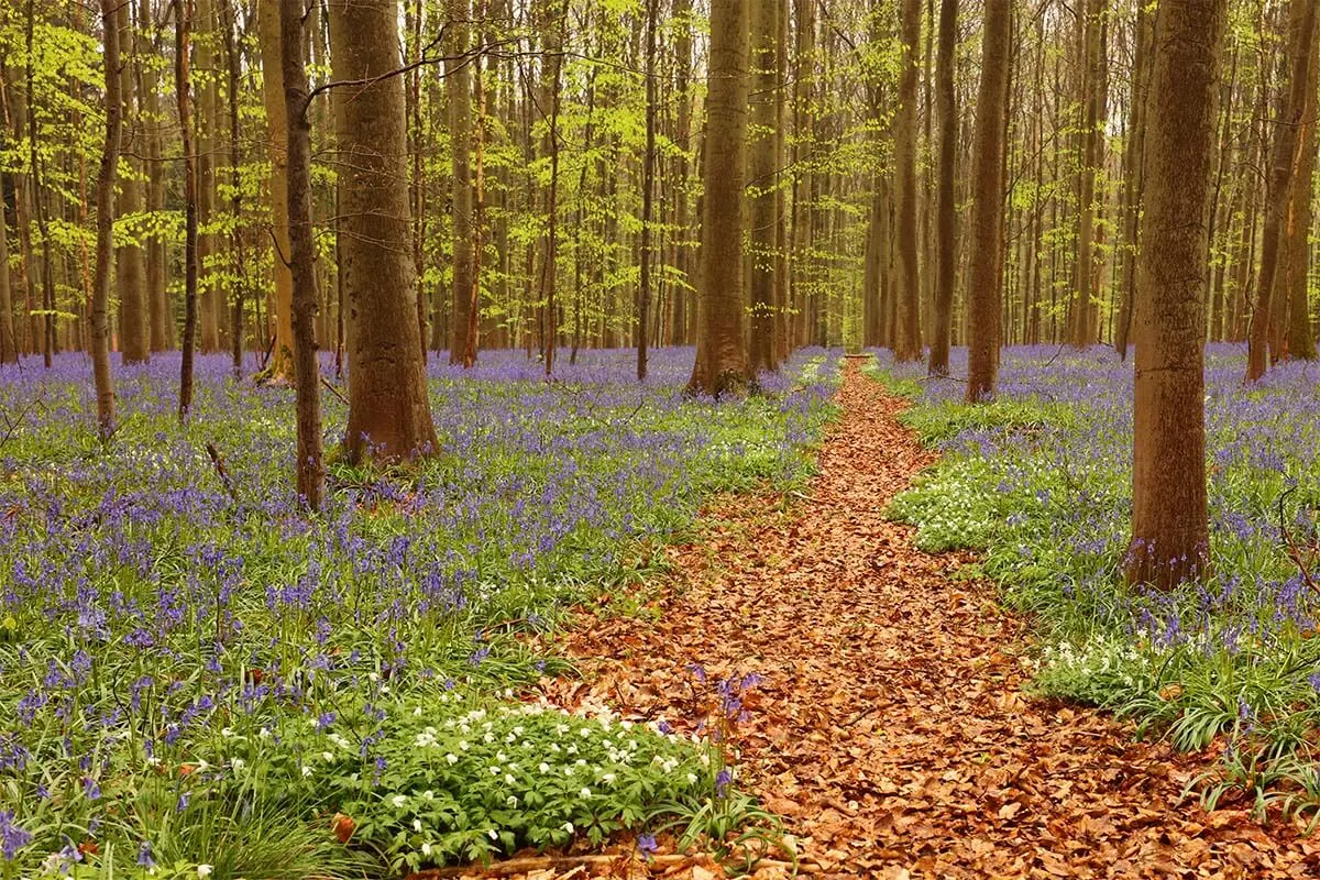Hallerbos fairytale forest in Belgium