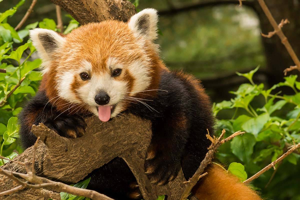 Red Panda in Central Park Zoo