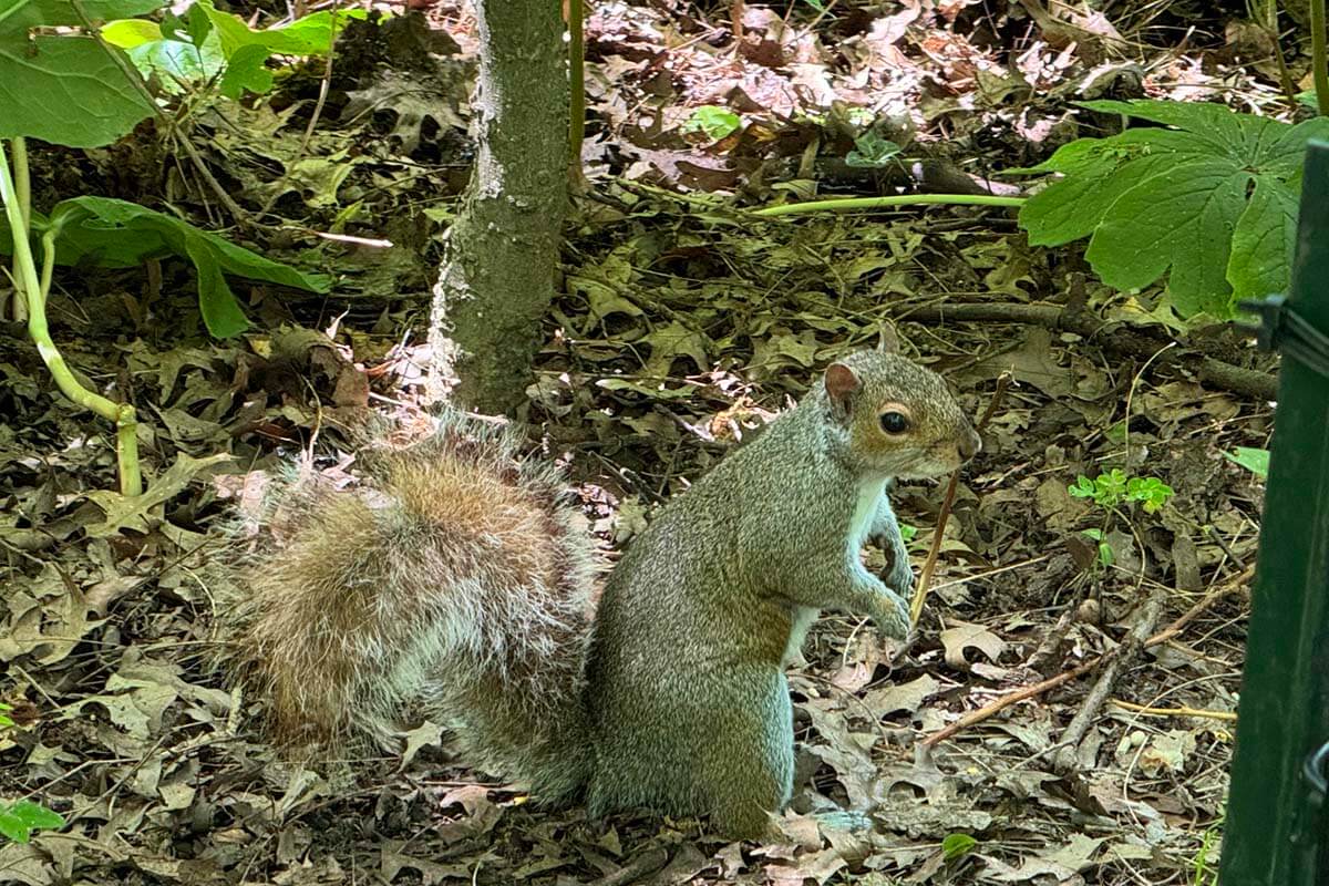 Squirrel at the Ramble in Central Park NYC