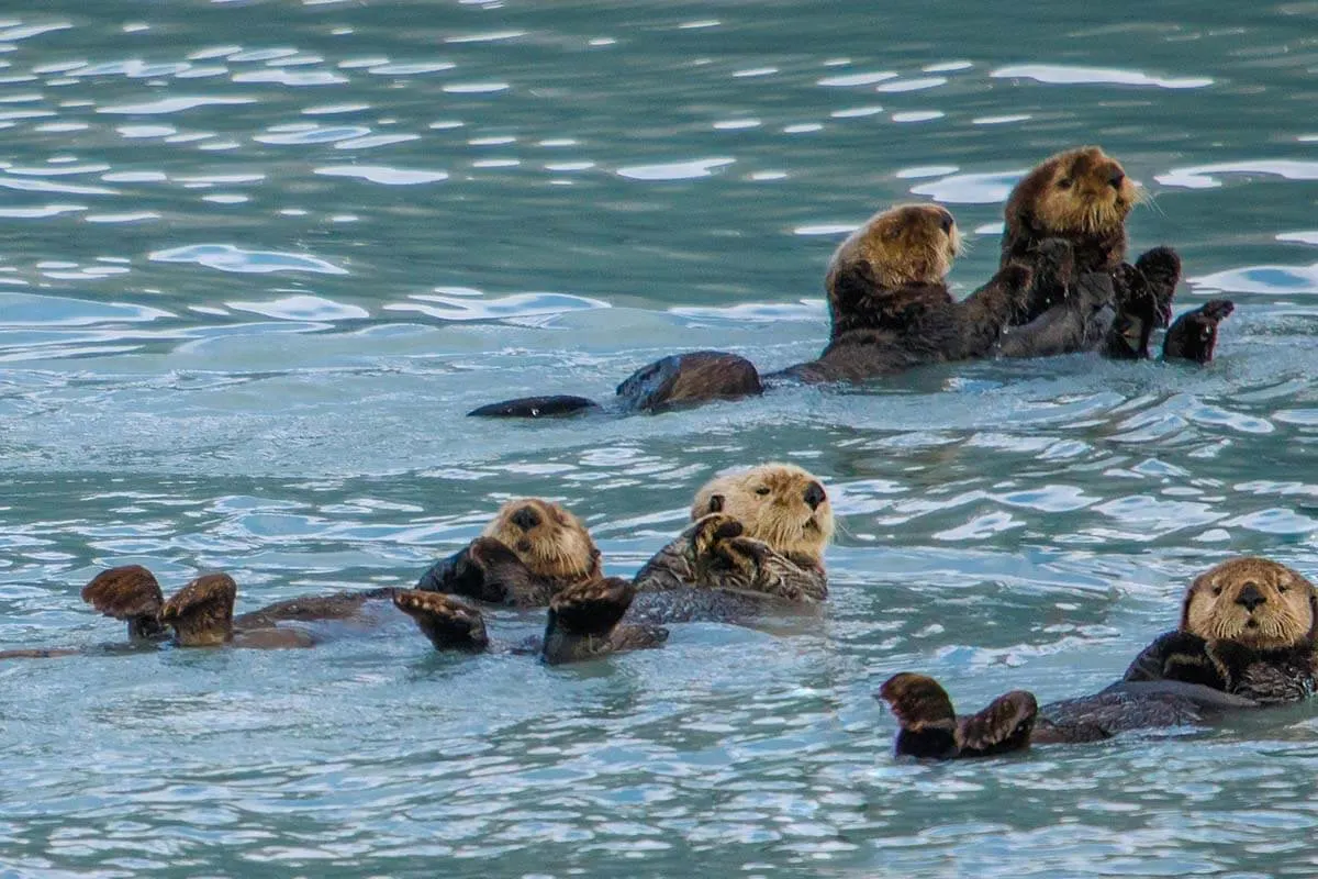 A group of sea otters in Alaska