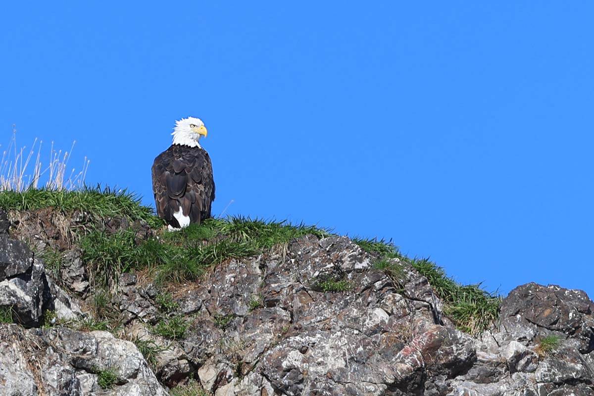 Bald Eagle near Homer Alaska