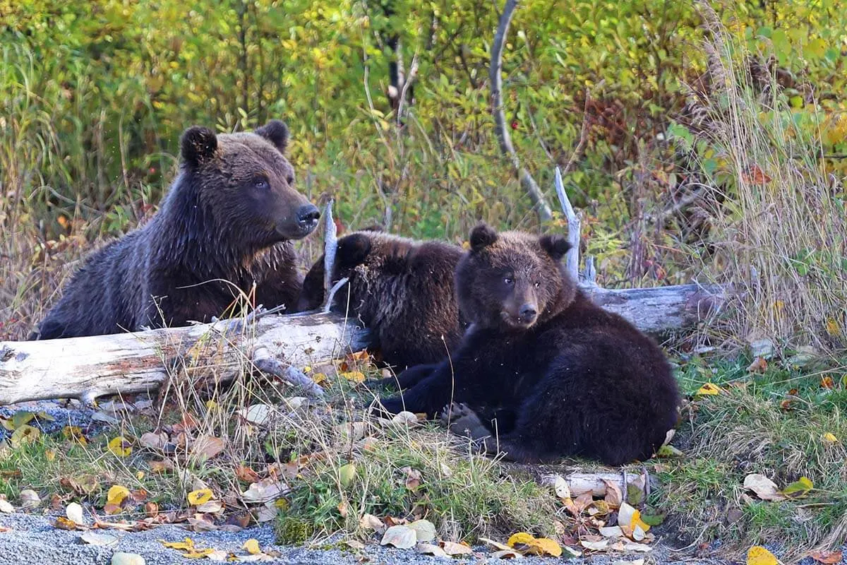 Brown bear family at Lake Clark National Park in Alaska