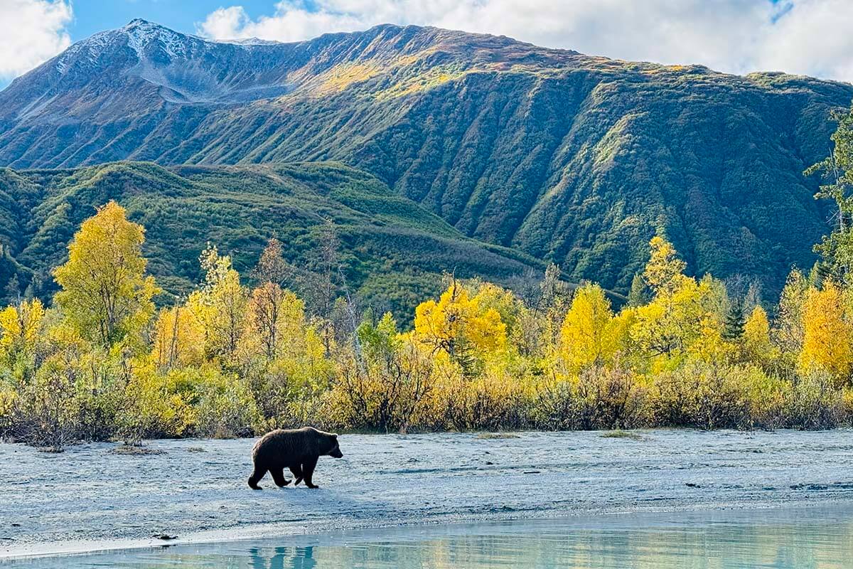 Brown bear walking on the shores of Crescent Lake in Lake Clark National Park Alaska.