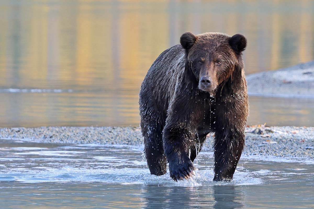 Brown bear walking in the water at Lake Clark National Park in Alaska