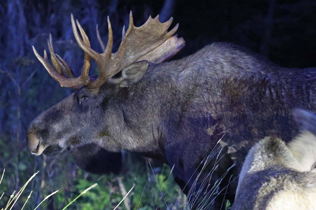 Bull moose in Homer Alaska