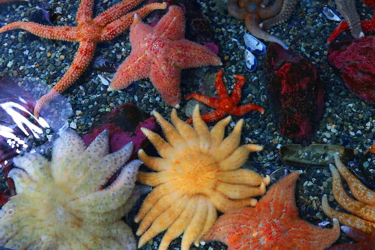 Colorful starfish at Alaska SeaLife Center in Seward