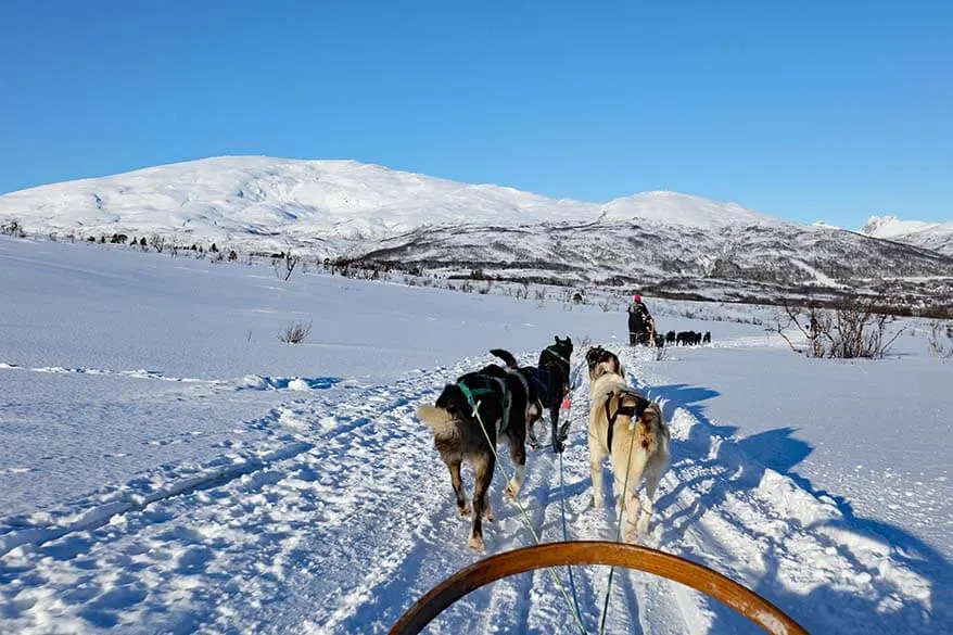 Dog sledding at Tromso Wilderness Center