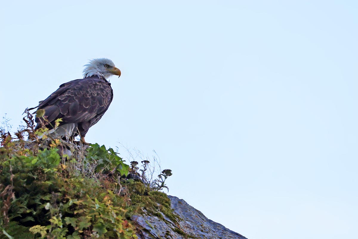 Eagle, Kenai Fjords National Park boat tour in Seward Alsaka