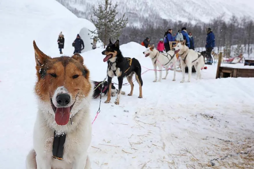 Husky sledding at Camp Tamok near Tromso Norway