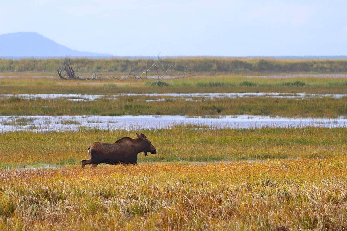 Moose in Homer Alaska