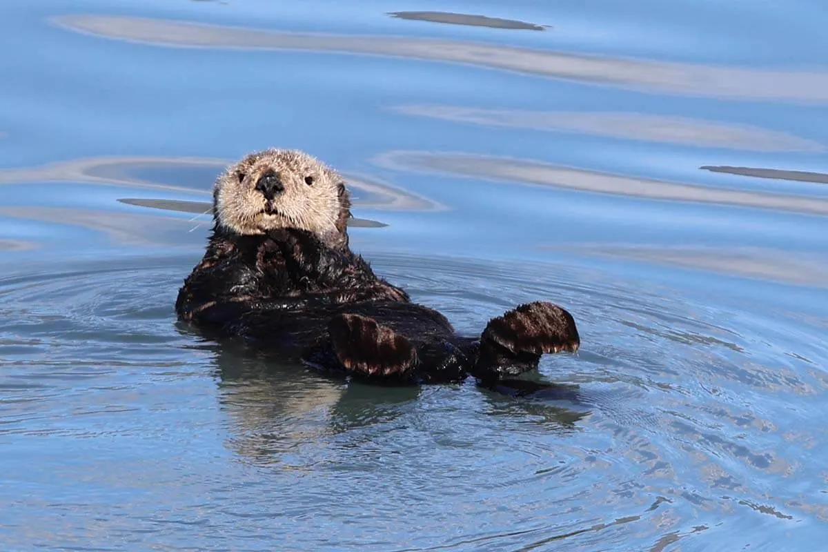 Sea otter in Kenai Fjords National Park Alaska