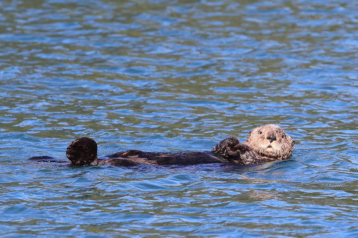 Sea otter swimming in Kachemak Bay near Homer Alaska