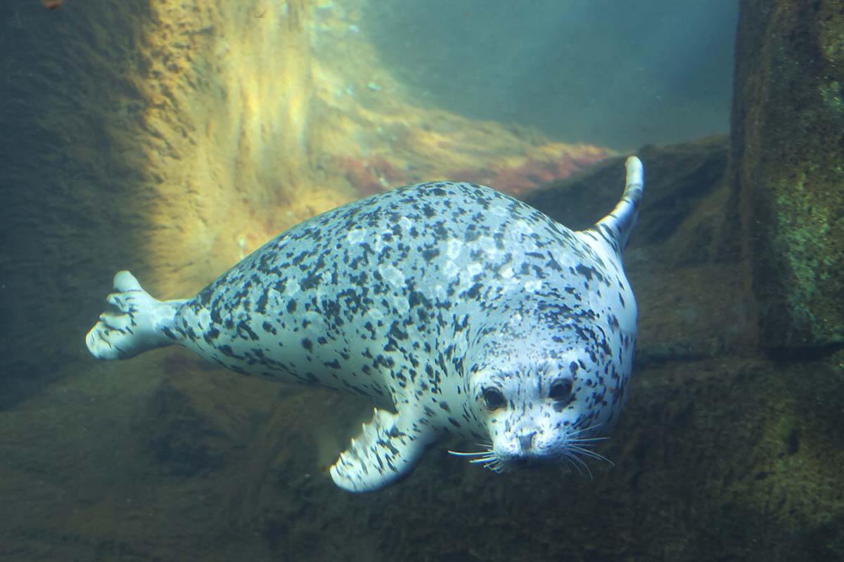 Spotted Seal at Alaska SeaLife Center in Seward